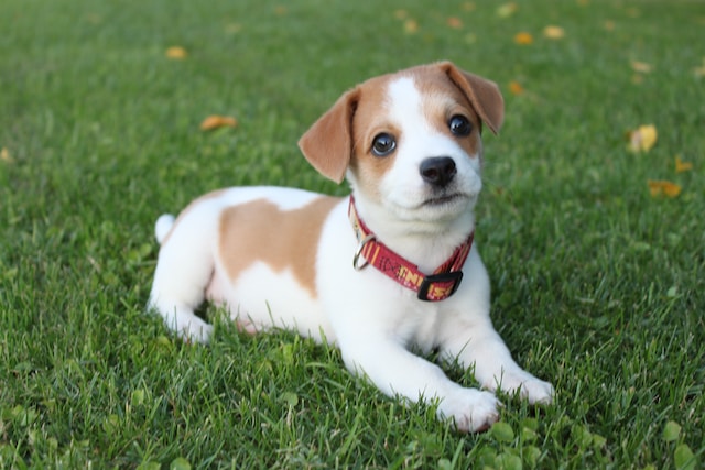 Easy Tips for Housebreaking A Puppy